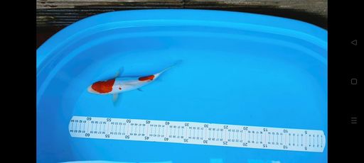 Lelang Koi Online, Jual Beli Ikan Koi, Pusat Jual Beli Koi, Info Lelang Koi Hari Ini, Platform Jual Beli Koi, Jual Beli Ikan Koi Online, Marketplace Ikan Koi, Jual Koi Terbaik, Tempat Beli Koi Berkualitas, Pasar Ikan Koi Online Terpercaya, Penjual Ikan Koi Terpercaya, Beli Koi Hias Online, Ikan Koi untuk Dijual, Koi Kualitas Terbaik, Toko Online Ikan Koi, Koi Hias Untuk Dijual, Jual Beli Ikan Koi Lokal, Koi Indonesia Online, Pusat Jual Beli Koi Terbesar