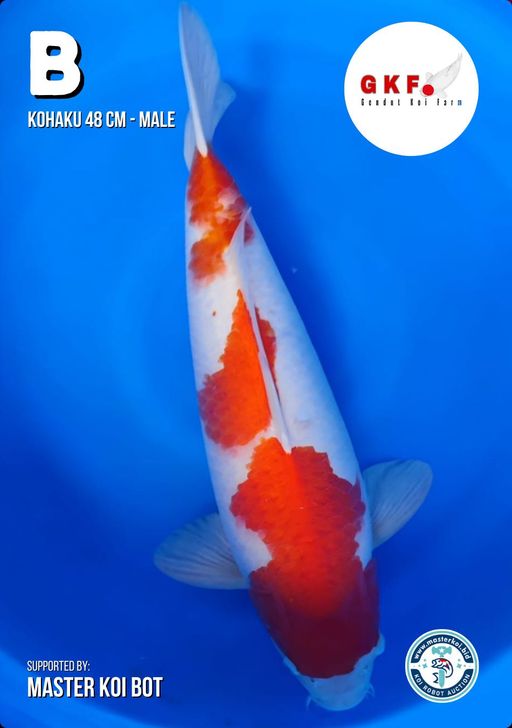 Lelang Koi Online, Jual Beli Ikan Koi, Pusat Jual Beli Koi, Info Lelang Koi Hari Ini, Platform Jual Beli Koi, Jual Beli Ikan Koi Online, Marketplace Ikan Koi, Jual Koi Terbaik, Tempat Beli Koi Berkualitas, Pasar Ikan Koi Online Terpercaya, Penjual Ikan Koi Terpercaya, Beli Koi Hias Online, Ikan Koi untuk Dijual, Koi Kualitas Terbaik, Toko Online Ikan Koi, Koi Hias Untuk Dijual, Jual Beli Ikan Koi Lokal, Koi Indonesia Online, Pusat Jual Beli Koi Terbesar