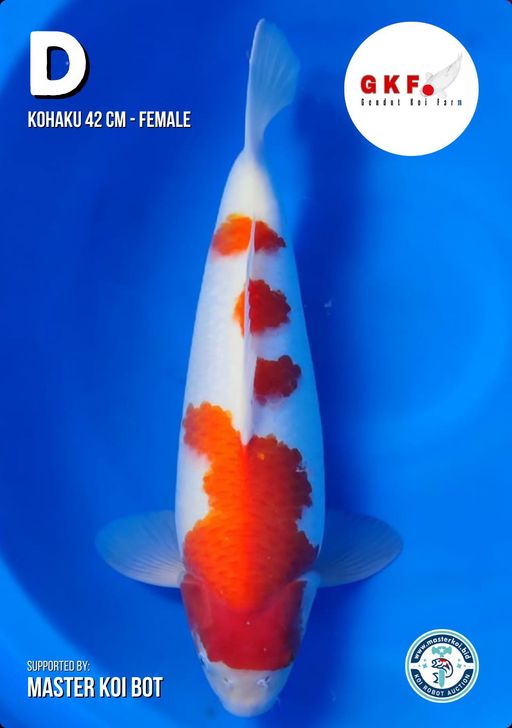 Lelang Koi Online, Jual Beli Ikan Koi, Pusat Jual Beli Koi, Info Lelang Koi Hari Ini, Platform Jual Beli Koi, Jual Beli Ikan Koi Online, Marketplace Ikan Koi, Jual Koi Terbaik, Tempat Beli Koi Berkualitas, Pasar Ikan Koi Online Terpercaya, Penjual Ikan Koi Terpercaya, Beli Koi Hias Online, Ikan Koi untuk Dijual, Koi Kualitas Terbaik, Toko Online Ikan Koi, Koi Hias Untuk Dijual, Jual Beli Ikan Koi Lokal, Koi Indonesia Online, Pusat Jual Beli Koi Terbesar