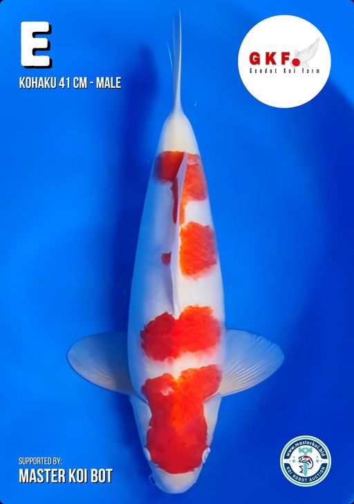 Lelang Koi Online, Jual Beli Ikan Koi, Pusat Jual Beli Koi, Info Lelang Koi Hari Ini, Platform Jual Beli Koi, Jual Beli Ikan Koi Online, Marketplace Ikan Koi, Jual Koi Terbaik, Tempat Beli Koi Berkualitas, Pasar Ikan Koi Online Terpercaya, Penjual Ikan Koi Terpercaya, Beli Koi Hias Online, Ikan Koi untuk Dijual, Koi Kualitas Terbaik, Toko Online Ikan Koi, Koi Hias Untuk Dijual, Jual Beli Ikan Koi Lokal, Koi Indonesia Online, Pusat Jual Beli Koi Terbesar