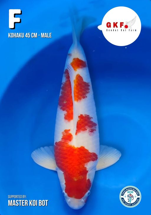 Lelang Koi Online, Jual Beli Ikan Koi, Pusat Jual Beli Koi, Info Lelang Koi Hari Ini, Platform Jual Beli Koi, Jual Beli Ikan Koi Online, Marketplace Ikan Koi, Jual Koi Terbaik, Tempat Beli Koi Berkualitas, Pasar Ikan Koi Online Terpercaya, Penjual Ikan Koi Terpercaya, Beli Koi Hias Online, Ikan Koi untuk Dijual, Koi Kualitas Terbaik, Toko Online Ikan Koi, Koi Hias Untuk Dijual, Jual Beli Ikan Koi Lokal, Koi Indonesia Online, Pusat Jual Beli Koi Terbesar