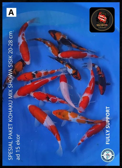 Lelang Koi Online, Jual Beli Ikan Koi, Pusat Jual Beli Koi, Info Lelang Koi Hari Ini, Platform Jual Beli Koi, Jual Beli Ikan Koi Online, Marketplace Ikan Koi, Jual Koi Terbaik, Tempat Beli Koi Berkualitas, Pasar Ikan Koi Online Terpercaya, Penjual Ikan Koi Terpercaya, Beli Koi Hias Online, Ikan Koi untuk Dijual, Koi Kualitas Terbaik, Toko Online Ikan Koi, Koi Hias Untuk Dijual, Jual Beli Ikan Koi Lokal, Koi Indonesia Online, Pusat Jual Beli Koi Terbesar