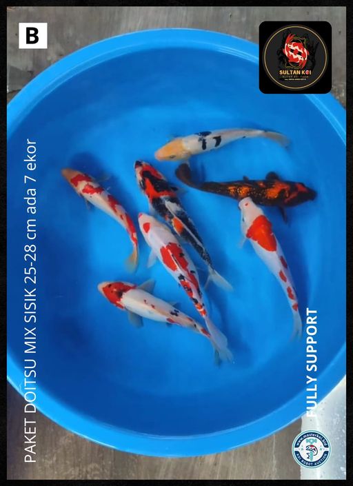 Lelang Koi Online, Jual Beli Ikan Koi, Pusat Jual Beli Koi, Info Lelang Koi Hari Ini, Platform Jual Beli Koi, Jual Beli Ikan Koi Online, Marketplace Ikan Koi, Jual Koi Terbaik, Tempat Beli Koi Berkualitas, Pasar Ikan Koi Online Terpercaya, Penjual Ikan Koi Terpercaya, Beli Koi Hias Online, Ikan Koi untuk Dijual, Koi Kualitas Terbaik, Toko Online Ikan Koi, Koi Hias Untuk Dijual, Jual Beli Ikan Koi Lokal, Koi Indonesia Online, Pusat Jual Beli Koi Terbesar