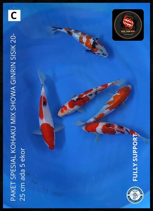 Lelang Koi Online, Jual Beli Ikan Koi, Pusat Jual Beli Koi, Info Lelang Koi Hari Ini, Platform Jual Beli Koi, Jual Beli Ikan Koi Online, Marketplace Ikan Koi, Jual Koi Terbaik, Tempat Beli Koi Berkualitas, Pasar Ikan Koi Online Terpercaya, Penjual Ikan Koi Terpercaya, Beli Koi Hias Online, Ikan Koi untuk Dijual, Koi Kualitas Terbaik, Toko Online Ikan Koi, Koi Hias Untuk Dijual, Jual Beli Ikan Koi Lokal, Koi Indonesia Online, Pusat Jual Beli Koi Terbesar