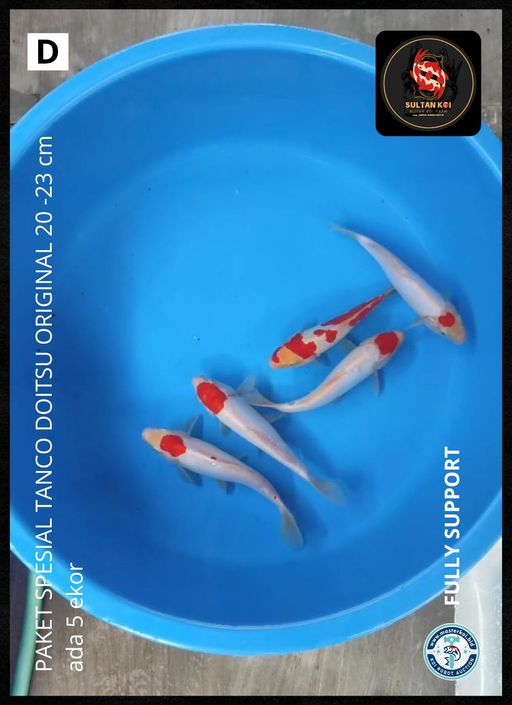 Lelang Koi Online, Jual Beli Ikan Koi, Pusat Jual Beli Koi, Info Lelang Koi Hari Ini, Platform Jual Beli Koi, Jual Beli Ikan Koi Online, Marketplace Ikan Koi, Jual Koi Terbaik, Tempat Beli Koi Berkualitas, Pasar Ikan Koi Online Terpercaya, Penjual Ikan Koi Terpercaya, Beli Koi Hias Online, Ikan Koi untuk Dijual, Koi Kualitas Terbaik, Toko Online Ikan Koi, Koi Hias Untuk Dijual, Jual Beli Ikan Koi Lokal, Koi Indonesia Online, Pusat Jual Beli Koi Terbesar
