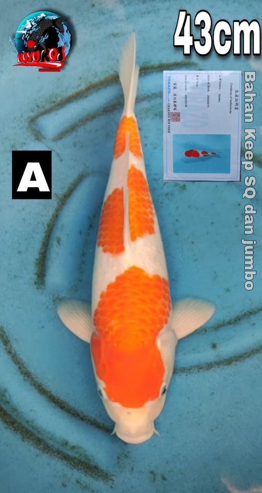 Lelang Koi Online, Jual Beli Ikan Koi, Pusat Jual Beli Koi, Info Lelang Koi Hari Ini, Platform Jual Beli Koi, Jual Beli Ikan Koi Online, Marketplace Ikan Koi, Jual Koi Terbaik, Tempat Beli Koi Berkualitas, Pasar Ikan Koi Online Terpercaya, Penjual Ikan Koi Terpercaya, Beli Koi Hias Online, Ikan Koi untuk Dijual, Koi Kualitas Terbaik, Toko Online Ikan Koi, Koi Hias Untuk Dijual, Jual Beli Ikan Koi Lokal, Koi Indonesia Online, Pusat Jual Beli Koi Terbesar