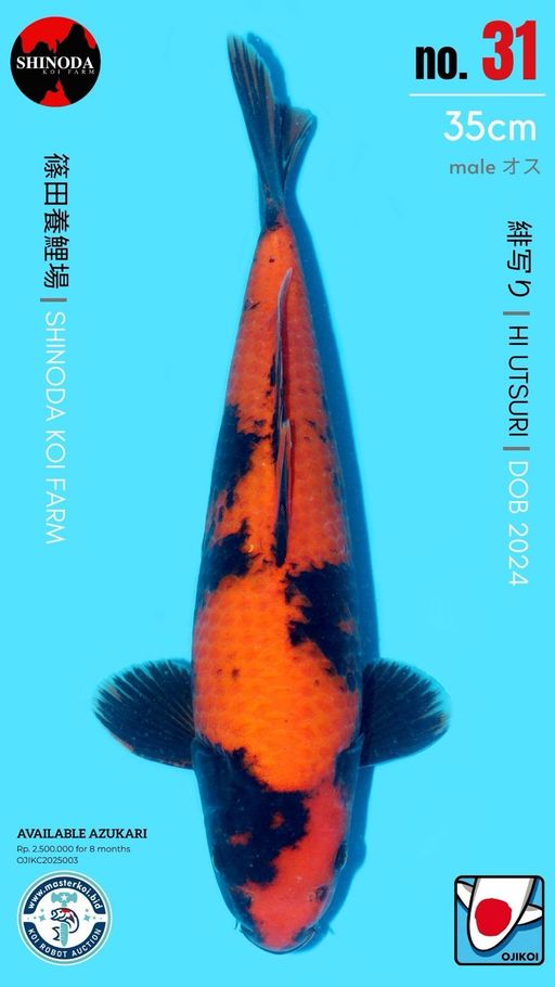 Lelang Koi Online, Jual Beli Ikan Koi, Pusat Jual Beli Koi, Info Lelang Koi Hari Ini, Platform Jual Beli Koi, Jual Beli Ikan Koi Online, Marketplace Ikan Koi, Jual Koi Terbaik, Tempat Beli Koi Berkualitas, Pasar Ikan Koi Online Terpercaya, Penjual Ikan Koi Terpercaya, Beli Koi Hias Online, Ikan Koi untuk Dijual, Koi Kualitas Terbaik, Toko Online Ikan Koi, Koi Hias Untuk Dijual, Jual Beli Ikan Koi Lokal, Koi Indonesia Online, Pusat Jual Beli Koi Terbesar
