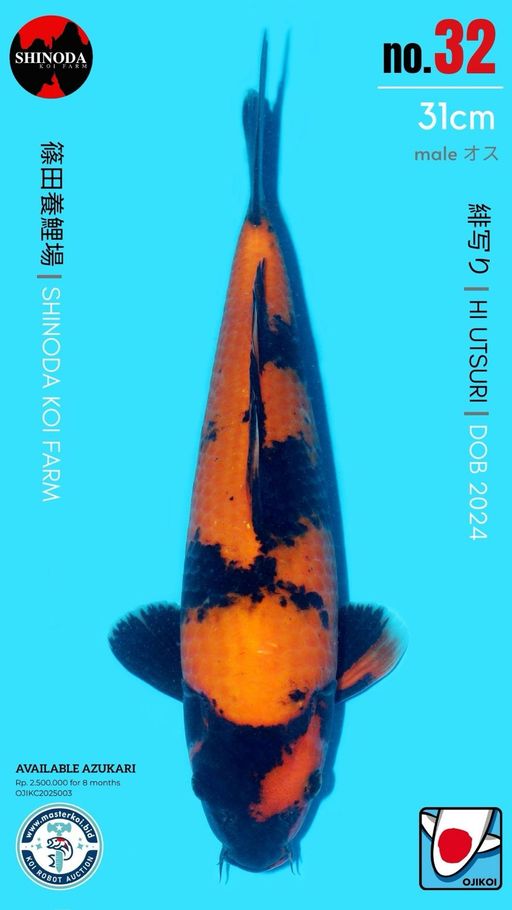 Lelang Koi Online, Jual Beli Ikan Koi, Pusat Jual Beli Koi, Info Lelang Koi Hari Ini, Platform Jual Beli Koi, Jual Beli Ikan Koi Online, Marketplace Ikan Koi, Jual Koi Terbaik, Tempat Beli Koi Berkualitas, Pasar Ikan Koi Online Terpercaya, Penjual Ikan Koi Terpercaya, Beli Koi Hias Online, Ikan Koi untuk Dijual, Koi Kualitas Terbaik, Toko Online Ikan Koi, Koi Hias Untuk Dijual, Jual Beli Ikan Koi Lokal, Koi Indonesia Online, Pusat Jual Beli Koi Terbesar