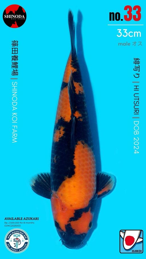 Lelang Koi Online, Jual Beli Ikan Koi, Pusat Jual Beli Koi, Info Lelang Koi Hari Ini, Platform Jual Beli Koi, Jual Beli Ikan Koi Online, Marketplace Ikan Koi, Jual Koi Terbaik, Tempat Beli Koi Berkualitas, Pasar Ikan Koi Online Terpercaya, Penjual Ikan Koi Terpercaya, Beli Koi Hias Online, Ikan Koi untuk Dijual, Koi Kualitas Terbaik, Toko Online Ikan Koi, Koi Hias Untuk Dijual, Jual Beli Ikan Koi Lokal, Koi Indonesia Online, Pusat Jual Beli Koi Terbesar
