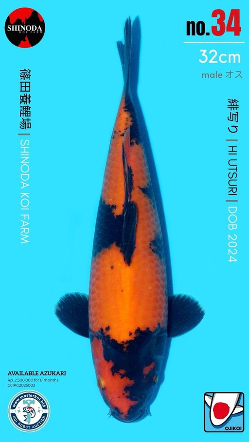 Lelang Koi Online, Jual Beli Ikan Koi, Pusat Jual Beli Koi, Info Lelang Koi Hari Ini, Platform Jual Beli Koi, Jual Beli Ikan Koi Online, Marketplace Ikan Koi, Jual Koi Terbaik, Tempat Beli Koi Berkualitas, Pasar Ikan Koi Online Terpercaya, Penjual Ikan Koi Terpercaya, Beli Koi Hias Online, Ikan Koi untuk Dijual, Koi Kualitas Terbaik, Toko Online Ikan Koi, Koi Hias Untuk Dijual, Jual Beli Ikan Koi Lokal, Koi Indonesia Online, Pusat Jual Beli Koi Terbesar