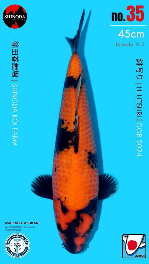 Lelang Koi Online, Jual Beli Ikan Koi, Pusat Jual Beli Koi, Info Lelang Koi Hari Ini, Platform Jual Beli Koi, Jual Beli Ikan Koi Online, Marketplace Ikan Koi, Jual Koi Terbaik, Tempat Beli Koi Berkualitas, Pasar Ikan Koi Online Terpercaya, Penjual Ikan Koi Terpercaya, Beli Koi Hias Online, Ikan Koi untuk Dijual, Koi Kualitas Terbaik, Toko Online Ikan Koi, Koi Hias Untuk Dijual, Jual Beli Ikan Koi Lokal, Koi Indonesia Online, Pusat Jual Beli Koi Terbesar