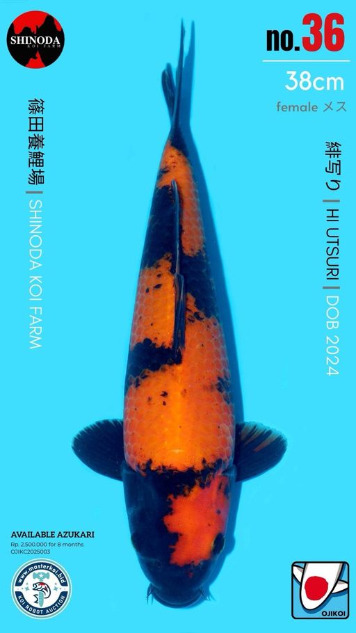 Lelang Koi Online, Jual Beli Ikan Koi, Pusat Jual Beli Koi, Info Lelang Koi Hari Ini, Platform Jual Beli Koi, Jual Beli Ikan Koi Online, Marketplace Ikan Koi, Jual Koi Terbaik, Tempat Beli Koi Berkualitas, Pasar Ikan Koi Online Terpercaya, Penjual Ikan Koi Terpercaya, Beli Koi Hias Online, Ikan Koi untuk Dijual, Koi Kualitas Terbaik, Toko Online Ikan Koi, Koi Hias Untuk Dijual, Jual Beli Ikan Koi Lokal, Koi Indonesia Online, Pusat Jual Beli Koi Terbesar
