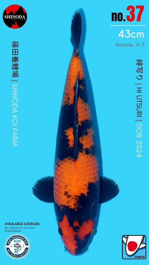 Lelang Koi Online, Jual Beli Ikan Koi, Pusat Jual Beli Koi, Info Lelang Koi Hari Ini, Platform Jual Beli Koi, Jual Beli Ikan Koi Online, Marketplace Ikan Koi, Jual Koi Terbaik, Tempat Beli Koi Berkualitas, Pasar Ikan Koi Online Terpercaya, Penjual Ikan Koi Terpercaya, Beli Koi Hias Online, Ikan Koi untuk Dijual, Koi Kualitas Terbaik, Toko Online Ikan Koi, Koi Hias Untuk Dijual, Jual Beli Ikan Koi Lokal, Koi Indonesia Online, Pusat Jual Beli Koi Terbesar