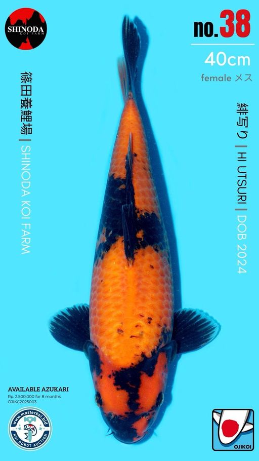 Lelang Koi Online, Jual Beli Ikan Koi, Pusat Jual Beli Koi, Info Lelang Koi Hari Ini, Platform Jual Beli Koi, Jual Beli Ikan Koi Online, Marketplace Ikan Koi, Jual Koi Terbaik, Tempat Beli Koi Berkualitas, Pasar Ikan Koi Online Terpercaya, Penjual Ikan Koi Terpercaya, Beli Koi Hias Online, Ikan Koi untuk Dijual, Koi Kualitas Terbaik, Toko Online Ikan Koi, Koi Hias Untuk Dijual, Jual Beli Ikan Koi Lokal, Koi Indonesia Online, Pusat Jual Beli Koi Terbesar
