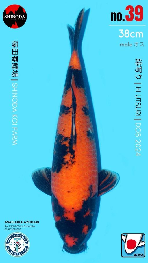 Lelang Koi Online, Jual Beli Ikan Koi, Pusat Jual Beli Koi, Info Lelang Koi Hari Ini, Platform Jual Beli Koi, Jual Beli Ikan Koi Online, Marketplace Ikan Koi, Jual Koi Terbaik, Tempat Beli Koi Berkualitas, Pasar Ikan Koi Online Terpercaya, Penjual Ikan Koi Terpercaya, Beli Koi Hias Online, Ikan Koi untuk Dijual, Koi Kualitas Terbaik, Toko Online Ikan Koi, Koi Hias Untuk Dijual, Jual Beli Ikan Koi Lokal, Koi Indonesia Online, Pusat Jual Beli Koi Terbesar