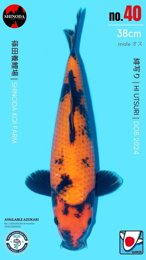 Lelang Koi Online, Jual Beli Ikan Koi, Pusat Jual Beli Koi, Info Lelang Koi Hari Ini, Platform Jual Beli Koi, Jual Beli Ikan Koi Online, Marketplace Ikan Koi, Jual Koi Terbaik, Tempat Beli Koi Berkualitas, Pasar Ikan Koi Online Terpercaya, Penjual Ikan Koi Terpercaya, Beli Koi Hias Online, Ikan Koi untuk Dijual, Koi Kualitas Terbaik, Toko Online Ikan Koi, Koi Hias Untuk Dijual, Jual Beli Ikan Koi Lokal, Koi Indonesia Online, Pusat Jual Beli Koi Terbesar