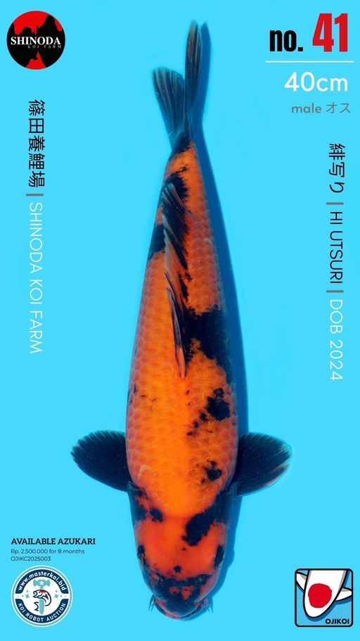 Lelang Koi Online, Jual Beli Ikan Koi, Pusat Jual Beli Koi, Info Lelang Koi Hari Ini, Platform Jual Beli Koi, Jual Beli Ikan Koi Online, Marketplace Ikan Koi, Jual Koi Terbaik, Tempat Beli Koi Berkualitas, Pasar Ikan Koi Online Terpercaya, Penjual Ikan Koi Terpercaya, Beli Koi Hias Online, Ikan Koi untuk Dijual, Koi Kualitas Terbaik, Toko Online Ikan Koi, Koi Hias Untuk Dijual, Jual Beli Ikan Koi Lokal, Koi Indonesia Online, Pusat Jual Beli Koi Terbesar