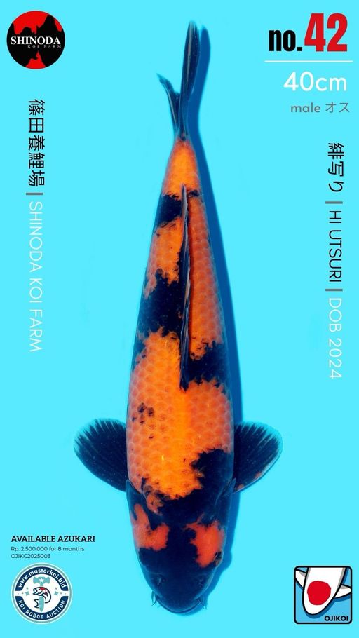 Lelang Koi Online, Jual Beli Ikan Koi, Pusat Jual Beli Koi, Info Lelang Koi Hari Ini, Platform Jual Beli Koi, Jual Beli Ikan Koi Online, Marketplace Ikan Koi, Jual Koi Terbaik, Tempat Beli Koi Berkualitas, Pasar Ikan Koi Online Terpercaya, Penjual Ikan Koi Terpercaya, Beli Koi Hias Online, Ikan Koi untuk Dijual, Koi Kualitas Terbaik, Toko Online Ikan Koi, Koi Hias Untuk Dijual, Jual Beli Ikan Koi Lokal, Koi Indonesia Online, Pusat Jual Beli Koi Terbesar