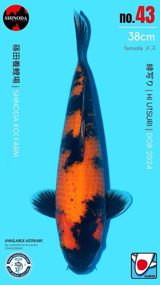 Lelang Koi Online, Jual Beli Ikan Koi, Pusat Jual Beli Koi, Info Lelang Koi Hari Ini, Platform Jual Beli Koi, Jual Beli Ikan Koi Online, Marketplace Ikan Koi, Jual Koi Terbaik, Tempat Beli Koi Berkualitas, Pasar Ikan Koi Online Terpercaya, Penjual Ikan Koi Terpercaya, Beli Koi Hias Online, Ikan Koi untuk Dijual, Koi Kualitas Terbaik, Toko Online Ikan Koi, Koi Hias Untuk Dijual, Jual Beli Ikan Koi Lokal, Koi Indonesia Online, Pusat Jual Beli Koi Terbesar