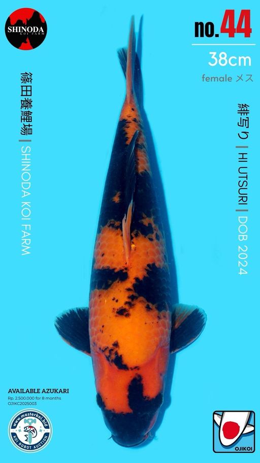 Lelang Koi Online, Jual Beli Ikan Koi, Pusat Jual Beli Koi, Info Lelang Koi Hari Ini, Platform Jual Beli Koi, Jual Beli Ikan Koi Online, Marketplace Ikan Koi, Jual Koi Terbaik, Tempat Beli Koi Berkualitas, Pasar Ikan Koi Online Terpercaya, Penjual Ikan Koi Terpercaya, Beli Koi Hias Online, Ikan Koi untuk Dijual, Koi Kualitas Terbaik, Toko Online Ikan Koi, Koi Hias Untuk Dijual, Jual Beli Ikan Koi Lokal, Koi Indonesia Online, Pusat Jual Beli Koi Terbesar