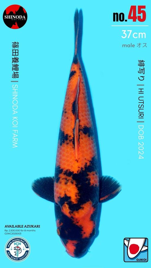 Lelang Koi Online, Jual Beli Ikan Koi, Pusat Jual Beli Koi, Info Lelang Koi Hari Ini, Platform Jual Beli Koi, Jual Beli Ikan Koi Online, Marketplace Ikan Koi, Jual Koi Terbaik, Tempat Beli Koi Berkualitas, Pasar Ikan Koi Online Terpercaya, Penjual Ikan Koi Terpercaya, Beli Koi Hias Online, Ikan Koi untuk Dijual, Koi Kualitas Terbaik, Toko Online Ikan Koi, Koi Hias Untuk Dijual, Jual Beli Ikan Koi Lokal, Koi Indonesia Online, Pusat Jual Beli Koi Terbesar