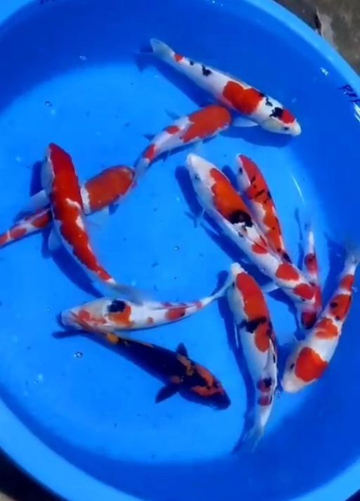 Lelang Koi Online, Jual Beli Ikan Koi, Pusat Jual Beli Koi, Info Lelang Koi Hari Ini, Platform Jual Beli Koi, Jual Beli Ikan Koi Online, Marketplace Ikan Koi, Jual Koi Terbaik, Tempat Beli Koi Berkualitas, Pasar Ikan Koi Online Terpercaya, Penjual Ikan Koi Terpercaya, Beli Koi Hias Online, Ikan Koi untuk Dijual, Koi Kualitas Terbaik, Toko Online Ikan Koi, Koi Hias Untuk Dijual, Jual Beli Ikan Koi Lokal, Koi Indonesia Online, Pusat Jual Beli Koi Terbesar