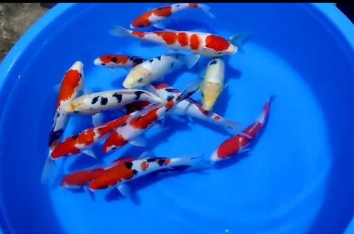 Lelang Koi Online, Jual Beli Ikan Koi, Pusat Jual Beli Koi, Info Lelang Koi Hari Ini, Platform Jual Beli Koi, Jual Beli Ikan Koi Online, Marketplace Ikan Koi, Jual Koi Terbaik, Tempat Beli Koi Berkualitas, Pasar Ikan Koi Online Terpercaya, Penjual Ikan Koi Terpercaya, Beli Koi Hias Online, Ikan Koi untuk Dijual, Koi Kualitas Terbaik, Toko Online Ikan Koi, Koi Hias Untuk Dijual, Jual Beli Ikan Koi Lokal, Koi Indonesia Online, Pusat Jual Beli Koi Terbesar