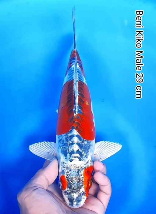 Lelang Koi Online, Jual Beli Ikan Koi, Pusat Jual Beli Koi, Info Lelang Koi Hari Ini, Platform Jual Beli Koi, Jual Beli Ikan Koi Online, Marketplace Ikan Koi, Jual Koi Terbaik, Tempat Beli Koi Berkualitas, Pasar Ikan Koi Online Terpercaya, Penjual Ikan Koi Terpercaya, Beli Koi Hias Online, Ikan Koi untuk Dijual, Koi Kualitas Terbaik, Toko Online Ikan Koi, Koi Hias Untuk Dijual, Jual Beli Ikan Koi Lokal, Koi Indonesia Online, Pusat Jual Beli Koi Terbesar