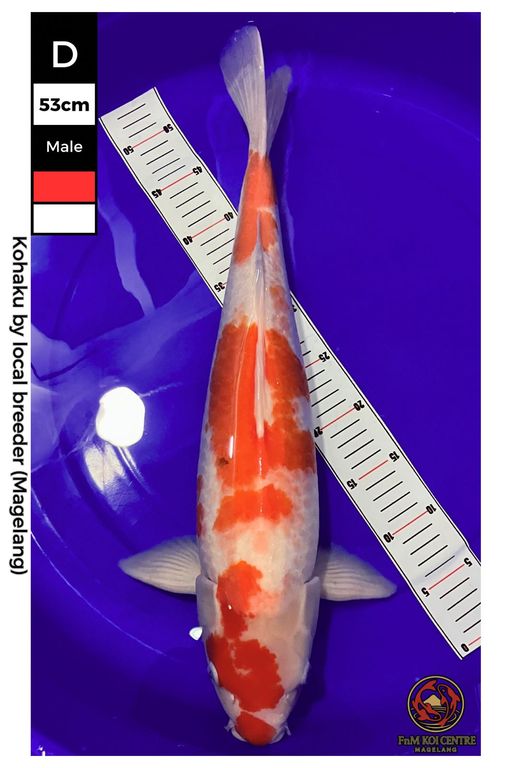 Lelang Koi Online, Jual Beli Ikan Koi, Pusat Jual Beli Koi, Info Lelang Koi Hari Ini, Platform Jual Beli Koi, Jual Beli Ikan Koi Online, Marketplace Ikan Koi, Jual Koi Terbaik, Tempat Beli Koi Berkualitas, Pasar Ikan Koi Online Terpercaya, Penjual Ikan Koi Terpercaya, Beli Koi Hias Online, Ikan Koi untuk Dijual, Koi Kualitas Terbaik, Toko Online Ikan Koi, Koi Hias Untuk Dijual, Jual Beli Ikan Koi Lokal, Koi Indonesia Online, Pusat Jual Beli Koi Terbesar