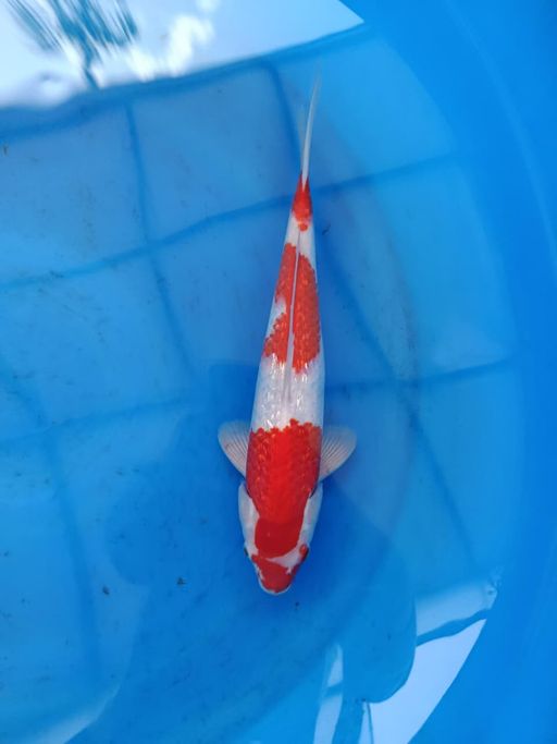 Lelang Koi Online, Jual Beli Ikan Koi, Pusat Jual Beli Koi, Info Lelang Koi Hari Ini, Platform Jual Beli Koi, Jual Beli Ikan Koi Online, Marketplace Ikan Koi, Jual Koi Terbaik, Tempat Beli Koi Berkualitas, Pasar Ikan Koi Online Terpercaya, Penjual Ikan Koi Terpercaya, Beli Koi Hias Online, Ikan Koi untuk Dijual, Koi Kualitas Terbaik, Toko Online Ikan Koi, Koi Hias Untuk Dijual, Jual Beli Ikan Koi Lokal, Koi Indonesia Online, Pusat Jual Beli Koi Terbesar