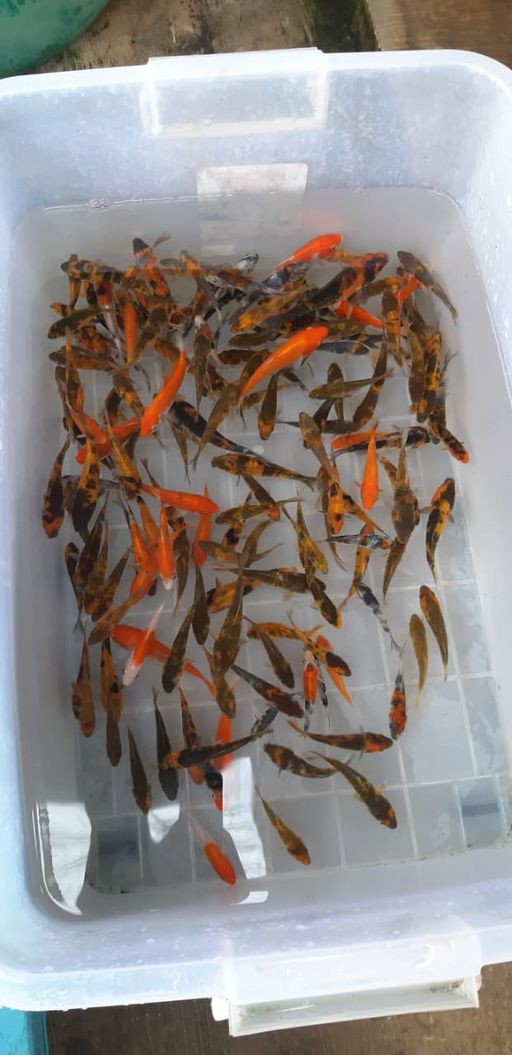 Lelang Koi Online, Jual Beli Ikan Koi, Pusat Jual Beli Koi, Info Lelang Koi Hari Ini, Platform Jual Beli Koi, Jual Beli Ikan Koi Online, Marketplace Ikan Koi, Jual Koi Terbaik, Tempat Beli Koi Berkualitas, Pasar Ikan Koi Online Terpercaya, Penjual Ikan Koi Terpercaya, Beli Koi Hias Online, Ikan Koi untuk Dijual, Koi Kualitas Terbaik, Toko Online Ikan Koi, Koi Hias Untuk Dijual, Jual Beli Ikan Koi Lokal, Koi Indonesia Online, Pusat Jual Beli Koi Terbesar