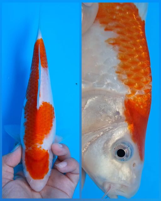 Lelang Koi Online, Jual Beli Ikan Koi, Pusat Jual Beli Koi, Info Lelang Koi Hari Ini, Platform Jual Beli Koi, Jual Beli Ikan Koi Online, Marketplace Ikan Koi, Jual Koi Terbaik, Tempat Beli Koi Berkualitas, Pasar Ikan Koi Online Terpercaya, Penjual Ikan Koi Terpercaya, Beli Koi Hias Online, Ikan Koi untuk Dijual, Koi Kualitas Terbaik, Toko Online Ikan Koi, Koi Hias Untuk Dijual, Jual Beli Ikan Koi Lokal, Koi Indonesia Online, Pusat Jual Beli Koi Terbesar