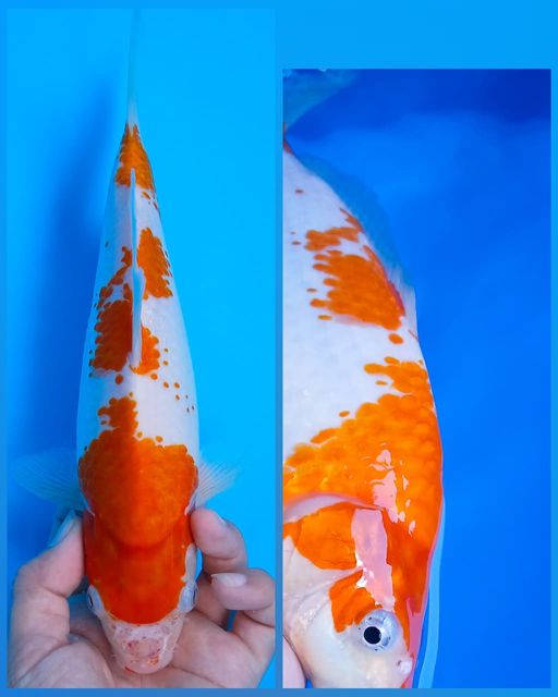 Lelang Koi Online, Jual Beli Ikan Koi, Pusat Jual Beli Koi, Info Lelang Koi Hari Ini, Platform Jual Beli Koi, Jual Beli Ikan Koi Online, Marketplace Ikan Koi, Jual Koi Terbaik, Tempat Beli Koi Berkualitas, Pasar Ikan Koi Online Terpercaya, Penjual Ikan Koi Terpercaya, Beli Koi Hias Online, Ikan Koi untuk Dijual, Koi Kualitas Terbaik, Toko Online Ikan Koi, Koi Hias Untuk Dijual, Jual Beli Ikan Koi Lokal, Koi Indonesia Online, Pusat Jual Beli Koi Terbesar