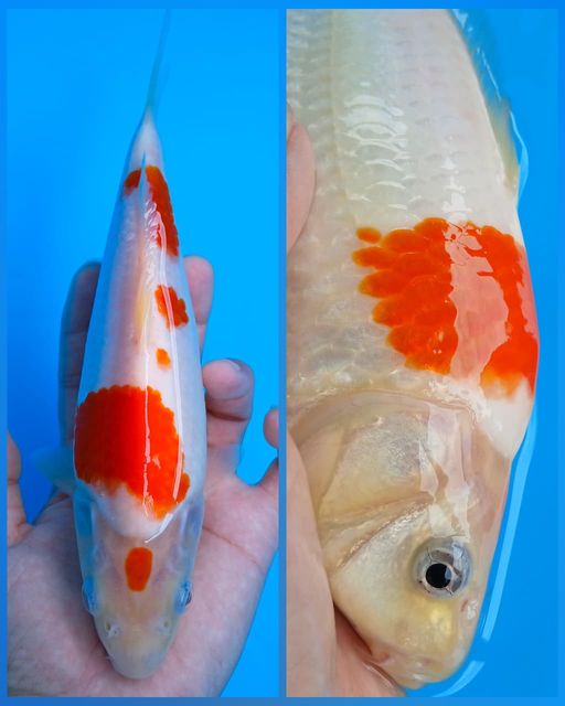 Lelang Koi Online, Jual Beli Ikan Koi, Pusat Jual Beli Koi, Info Lelang Koi Hari Ini, Platform Jual Beli Koi, Jual Beli Ikan Koi Online, Marketplace Ikan Koi, Jual Koi Terbaik, Tempat Beli Koi Berkualitas, Pasar Ikan Koi Online Terpercaya, Penjual Ikan Koi Terpercaya, Beli Koi Hias Online, Ikan Koi untuk Dijual, Koi Kualitas Terbaik, Toko Online Ikan Koi, Koi Hias Untuk Dijual, Jual Beli Ikan Koi Lokal, Koi Indonesia Online, Pusat Jual Beli Koi Terbesar