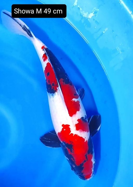 Lelang Koi Online, Jual Beli Ikan Koi, Pusat Jual Beli Koi, Info Lelang Koi Hari Ini, Platform Jual Beli Koi, Jual Beli Ikan Koi Online, Marketplace Ikan Koi, Jual Koi Terbaik, Tempat Beli Koi Berkualitas, Pasar Ikan Koi Online Terpercaya, Penjual Ikan Koi Terpercaya, Beli Koi Hias Online, Ikan Koi untuk Dijual, Koi Kualitas Terbaik, Toko Online Ikan Koi, Koi Hias Untuk Dijual, Jual Beli Ikan Koi Lokal, Koi Indonesia Online, Pusat Jual Beli Koi Terbesar