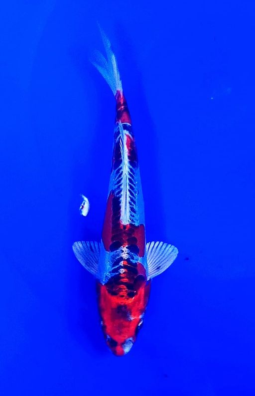 Lelang Koi Online, Jual Beli Ikan Koi, Pusat Jual Beli Koi, Info Lelang Koi Hari Ini, Platform Jual Beli Koi, Jual Beli Ikan Koi Online, Marketplace Ikan Koi, Jual Koi Terbaik, Tempat Beli Koi Berkualitas, Pasar Ikan Koi Online Terpercaya, Penjual Ikan Koi Terpercaya, Beli Koi Hias Online, Ikan Koi untuk Dijual, Koi Kualitas Terbaik, Toko Online Ikan Koi, Koi Hias Untuk Dijual, Jual Beli Ikan Koi Lokal, Koi Indonesia Online, Pusat Jual Beli Koi Terbesar