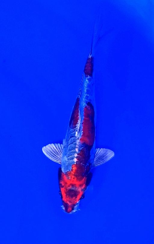 Lelang Koi Online, Jual Beli Ikan Koi, Pusat Jual Beli Koi, Info Lelang Koi Hari Ini, Platform Jual Beli Koi, Jual Beli Ikan Koi Online, Marketplace Ikan Koi, Jual Koi Terbaik, Tempat Beli Koi Berkualitas, Pasar Ikan Koi Online Terpercaya, Penjual Ikan Koi Terpercaya, Beli Koi Hias Online, Ikan Koi untuk Dijual, Koi Kualitas Terbaik, Toko Online Ikan Koi, Koi Hias Untuk Dijual, Jual Beli Ikan Koi Lokal, Koi Indonesia Online, Pusat Jual Beli Koi Terbesar