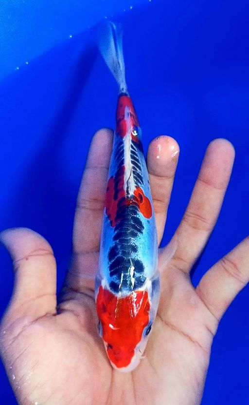 Lelang Koi Online, Jual Beli Ikan Koi, Pusat Jual Beli Koi, Info Lelang Koi Hari Ini, Platform Jual Beli Koi, Jual Beli Ikan Koi Online, Marketplace Ikan Koi, Jual Koi Terbaik, Tempat Beli Koi Berkualitas, Pasar Ikan Koi Online Terpercaya, Penjual Ikan Koi Terpercaya, Beli Koi Hias Online, Ikan Koi untuk Dijual, Koi Kualitas Terbaik, Toko Online Ikan Koi, Koi Hias Untuk Dijual, Jual Beli Ikan Koi Lokal, Koi Indonesia Online, Pusat Jual Beli Koi Terbesar