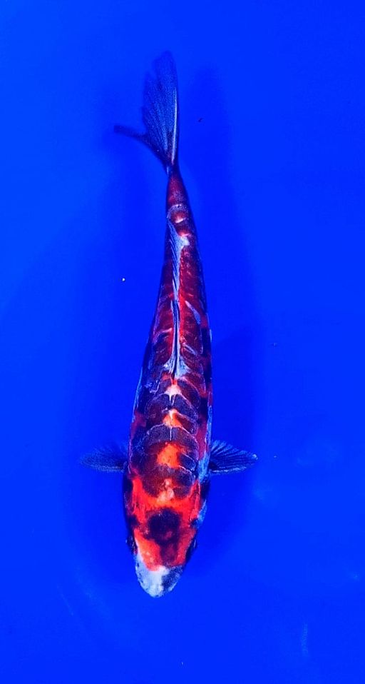 Lelang Koi Online, Jual Beli Ikan Koi, Pusat Jual Beli Koi, Info Lelang Koi Hari Ini, Platform Jual Beli Koi, Jual Beli Ikan Koi Online, Marketplace Ikan Koi, Jual Koi Terbaik, Tempat Beli Koi Berkualitas, Pasar Ikan Koi Online Terpercaya, Penjual Ikan Koi Terpercaya, Beli Koi Hias Online, Ikan Koi untuk Dijual, Koi Kualitas Terbaik, Toko Online Ikan Koi, Koi Hias Untuk Dijual, Jual Beli Ikan Koi Lokal, Koi Indonesia Online, Pusat Jual Beli Koi Terbesar