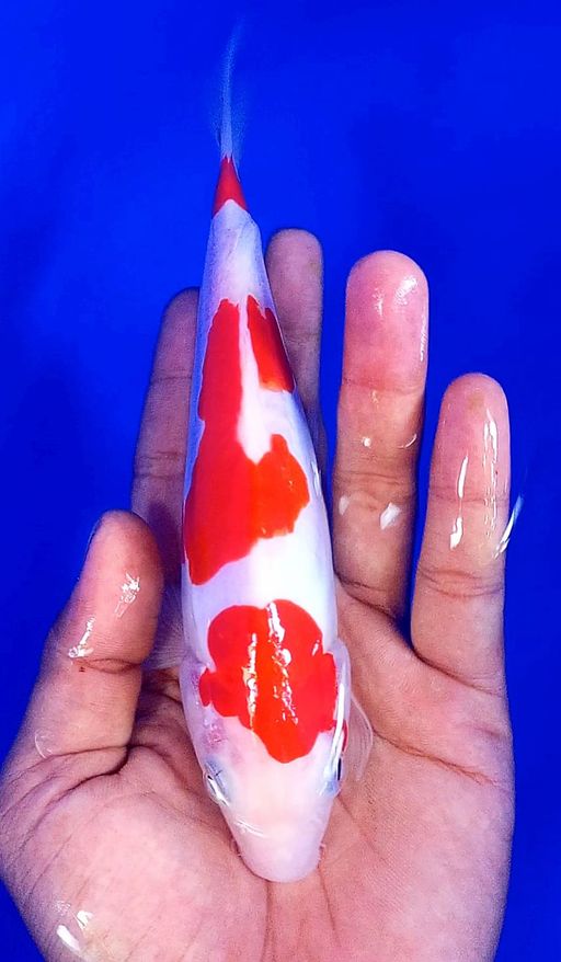 Lelang Koi Online, Jual Beli Ikan Koi, Pusat Jual Beli Koi, Info Lelang Koi Hari Ini, Platform Jual Beli Koi, Jual Beli Ikan Koi Online, Marketplace Ikan Koi, Jual Koi Terbaik, Tempat Beli Koi Berkualitas, Pasar Ikan Koi Online Terpercaya, Penjual Ikan Koi Terpercaya, Beli Koi Hias Online, Ikan Koi untuk Dijual, Koi Kualitas Terbaik, Toko Online Ikan Koi, Koi Hias Untuk Dijual, Jual Beli Ikan Koi Lokal, Koi Indonesia Online, Pusat Jual Beli Koi Terbesar