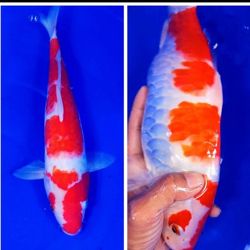 Lelang Koi Online, Jual Beli Ikan Koi, Pusat Jual Beli Koi, Info Lelang Koi Hari Ini, Platform Jual Beli Koi, Jual Beli Ikan Koi Online, Marketplace Ikan Koi, Jual Koi Terbaik, Tempat Beli Koi Berkualitas, Pasar Ikan Koi Online Terpercaya, Penjual Ikan Koi Terpercaya, Beli Koi Hias Online, Ikan Koi untuk Dijual, Koi Kualitas Terbaik, Toko Online Ikan Koi, Koi Hias Untuk Dijual, Jual Beli Ikan Koi Lokal, Koi Indonesia Online, Pusat Jual Beli Koi Terbesar