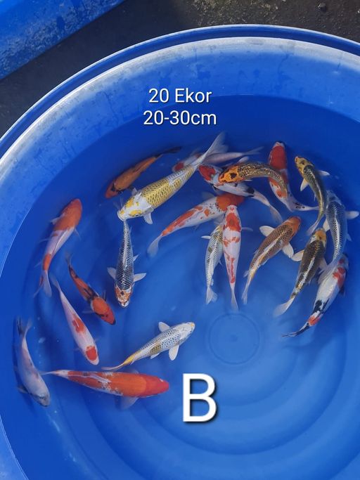 Lelang Koi Online, Jual Beli Ikan Koi, Pusat Jual Beli Koi, Info Lelang Koi Hari Ini, Platform Jual Beli Koi, Jual Beli Ikan Koi Online, Marketplace Ikan Koi, Jual Koi Terbaik, Tempat Beli Koi Berkualitas, Pasar Ikan Koi Online Terpercaya, Penjual Ikan Koi Terpercaya, Beli Koi Hias Online, Ikan Koi untuk Dijual, Koi Kualitas Terbaik, Toko Online Ikan Koi, Koi Hias Untuk Dijual, Jual Beli Ikan Koi Lokal, Koi Indonesia Online, Pusat Jual Beli Koi Terbesar