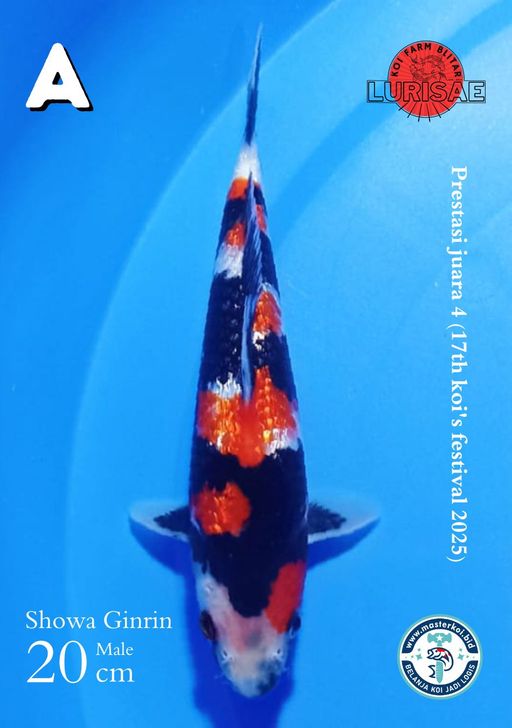 Lelang Koi Online, Jual Beli Ikan Koi, Pusat Jual Beli Koi, Info Lelang Koi Hari Ini, Platform Jual Beli Koi, Jual Beli Ikan Koi Online, Marketplace Ikan Koi, Jual Koi Terbaik, Tempat Beli Koi Berkualitas, Pasar Ikan Koi Online Terpercaya, Penjual Ikan Koi Terpercaya, Beli Koi Hias Online, Ikan Koi untuk Dijual, Koi Kualitas Terbaik, Toko Online Ikan Koi, Koi Hias Untuk Dijual, Jual Beli Ikan Koi Lokal, Koi Indonesia Online, Pusat Jual Beli Koi Terbesar