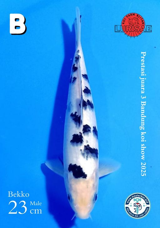 Lelang Koi Online, Jual Beli Ikan Koi, Pusat Jual Beli Koi, Info Lelang Koi Hari Ini, Platform Jual Beli Koi, Jual Beli Ikan Koi Online, Marketplace Ikan Koi, Jual Koi Terbaik, Tempat Beli Koi Berkualitas, Pasar Ikan Koi Online Terpercaya, Penjual Ikan Koi Terpercaya, Beli Koi Hias Online, Ikan Koi untuk Dijual, Koi Kualitas Terbaik, Toko Online Ikan Koi, Koi Hias Untuk Dijual, Jual Beli Ikan Koi Lokal, Koi Indonesia Online, Pusat Jual Beli Koi Terbesar