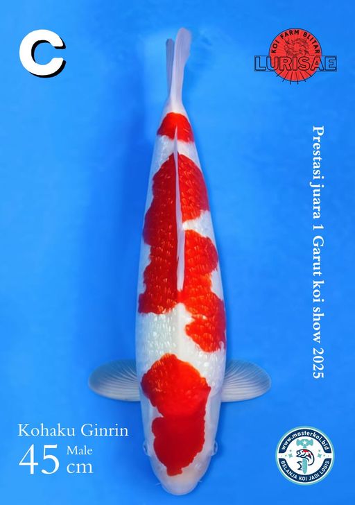 Lelang Koi Online, Jual Beli Ikan Koi, Pusat Jual Beli Koi, Info Lelang Koi Hari Ini, Platform Jual Beli Koi, Jual Beli Ikan Koi Online, Marketplace Ikan Koi, Jual Koi Terbaik, Tempat Beli Koi Berkualitas, Pasar Ikan Koi Online Terpercaya, Penjual Ikan Koi Terpercaya, Beli Koi Hias Online, Ikan Koi untuk Dijual, Koi Kualitas Terbaik, Toko Online Ikan Koi, Koi Hias Untuk Dijual, Jual Beli Ikan Koi Lokal, Koi Indonesia Online, Pusat Jual Beli Koi Terbesar