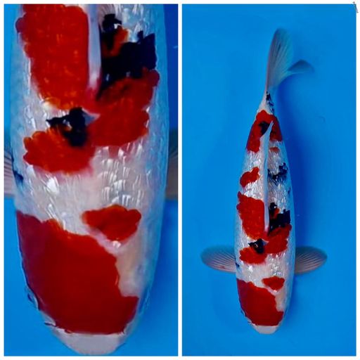 Lelang Koi Online, Jual Beli Ikan Koi, Pusat Jual Beli Koi, Info Lelang Koi Hari Ini, Platform Jual Beli Koi, Jual Beli Ikan Koi Online, Marketplace Ikan Koi, Jual Koi Terbaik, Tempat Beli Koi Berkualitas, Pasar Ikan Koi Online Terpercaya, Penjual Ikan Koi Terpercaya, Beli Koi Hias Online, Ikan Koi untuk Dijual, Koi Kualitas Terbaik, Toko Online Ikan Koi, Koi Hias Untuk Dijual, Jual Beli Ikan Koi Lokal, Koi Indonesia Online, Pusat Jual Beli Koi Terbesar