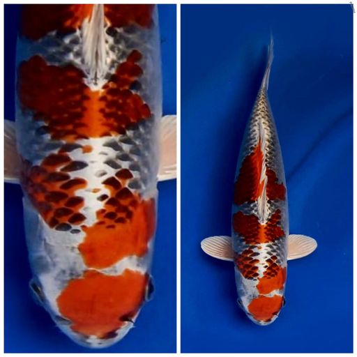 Lelang Koi Online, Jual Beli Ikan Koi, Pusat Jual Beli Koi, Info Lelang Koi Hari Ini, Platform Jual Beli Koi, Jual Beli Ikan Koi Online, Marketplace Ikan Koi, Jual Koi Terbaik, Tempat Beli Koi Berkualitas, Pasar Ikan Koi Online Terpercaya, Penjual Ikan Koi Terpercaya, Beli Koi Hias Online, Ikan Koi untuk Dijual, Koi Kualitas Terbaik, Toko Online Ikan Koi, Koi Hias Untuk Dijual, Jual Beli Ikan Koi Lokal, Koi Indonesia Online, Pusat Jual Beli Koi Terbesar