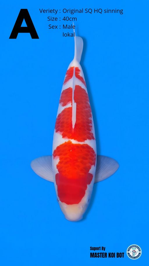 Lelang Koi Online, Jual Beli Ikan Koi, Pusat Jual Beli Koi, Info Lelang Koi Hari Ini, Platform Jual Beli Koi, Jual Beli Ikan Koi Online, Marketplace Ikan Koi, Jual Koi Terbaik, Tempat Beli Koi Berkualitas, Pasar Ikan Koi Online Terpercaya, Penjual Ikan Koi Terpercaya, Beli Koi Hias Online, Ikan Koi untuk Dijual, Koi Kualitas Terbaik, Toko Online Ikan Koi, Koi Hias Untuk Dijual, Jual Beli Ikan Koi Lokal, Koi Indonesia Online, Pusat Jual Beli Koi Terbesar