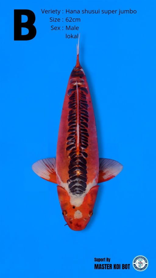 Lelang Koi Online, Jual Beli Ikan Koi, Pusat Jual Beli Koi, Info Lelang Koi Hari Ini, Platform Jual Beli Koi, Jual Beli Ikan Koi Online, Marketplace Ikan Koi, Jual Koi Terbaik, Tempat Beli Koi Berkualitas, Pasar Ikan Koi Online Terpercaya, Penjual Ikan Koi Terpercaya, Beli Koi Hias Online, Ikan Koi untuk Dijual, Koi Kualitas Terbaik, Toko Online Ikan Koi, Koi Hias Untuk Dijual, Jual Beli Ikan Koi Lokal, Koi Indonesia Online, Pusat Jual Beli Koi Terbesar