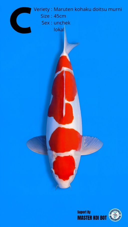Lelang Koi Online, Jual Beli Ikan Koi, Pusat Jual Beli Koi, Info Lelang Koi Hari Ini, Platform Jual Beli Koi, Jual Beli Ikan Koi Online, Marketplace Ikan Koi, Jual Koi Terbaik, Tempat Beli Koi Berkualitas, Pasar Ikan Koi Online Terpercaya, Penjual Ikan Koi Terpercaya, Beli Koi Hias Online, Ikan Koi untuk Dijual, Koi Kualitas Terbaik, Toko Online Ikan Koi, Koi Hias Untuk Dijual, Jual Beli Ikan Koi Lokal, Koi Indonesia Online, Pusat Jual Beli Koi Terbesar